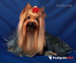 CAMPARIS CAMPARIS STARS AND STRIPES &mdash; Labaza DogPedigree YorkshireTerrier